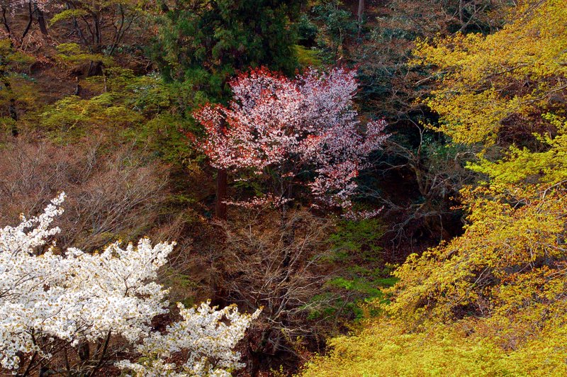 2007-04-29_Arashiyama_1_2007-04-09_09:39:45_small.jpg