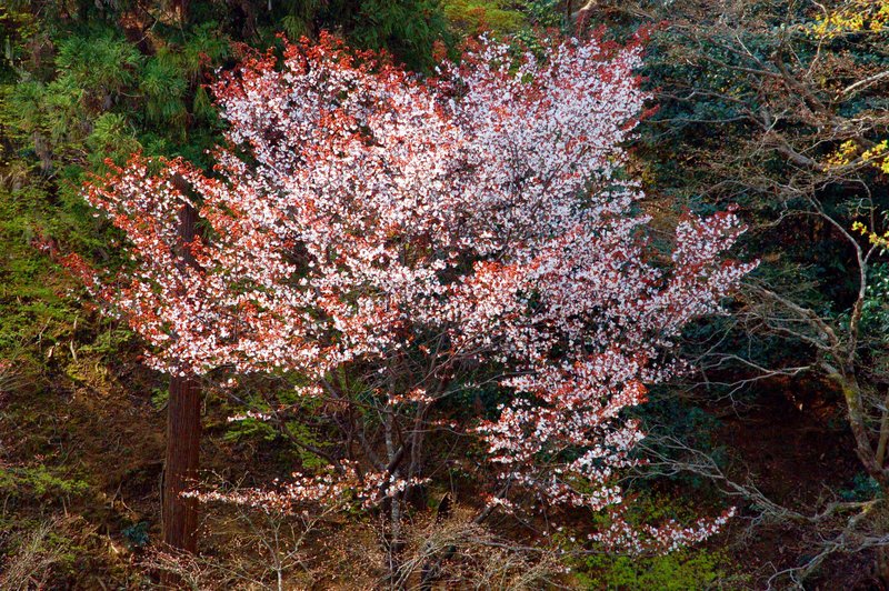 2007-04-29_Arashiyama_3_2007-04-09_09:39:40_small.jpg