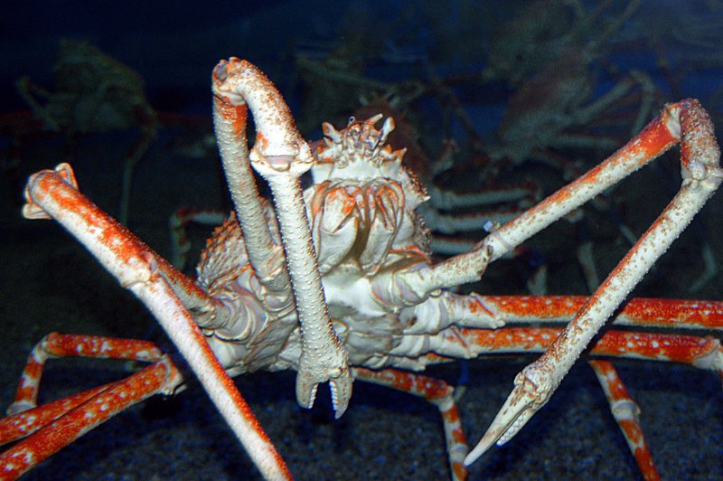 2007-04-29_Kaiyukan_1_spider_crab_2007-04-13_10:53:21_small.jpg