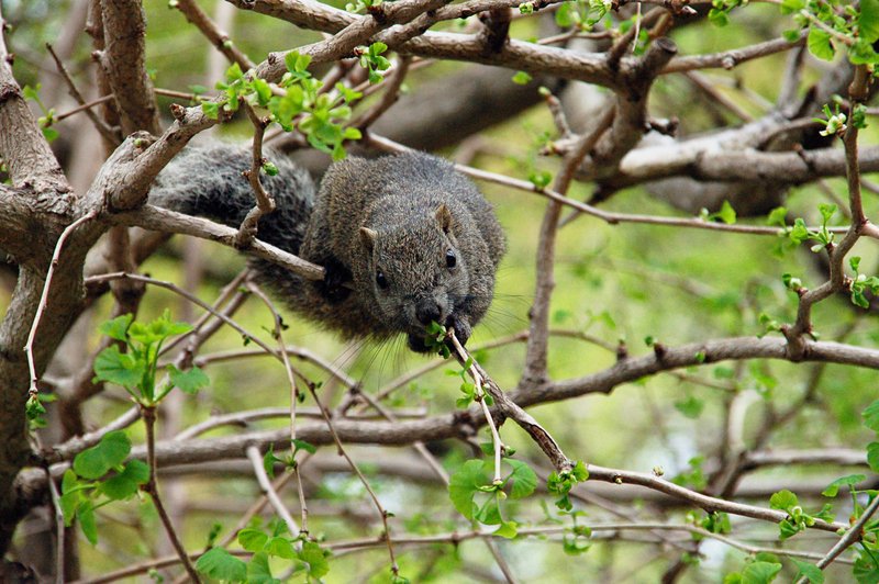 2007-04-29_Squirrel_2_Kamakura_2007-04-16_12:22:03_small.jpg