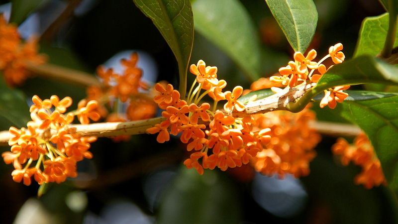 2009-02-07_Flowers_12_small.jpg