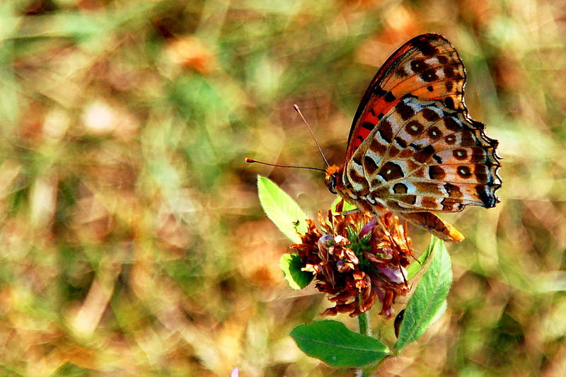 2009-02-07_Insects_Butterfly_1_small.jpg